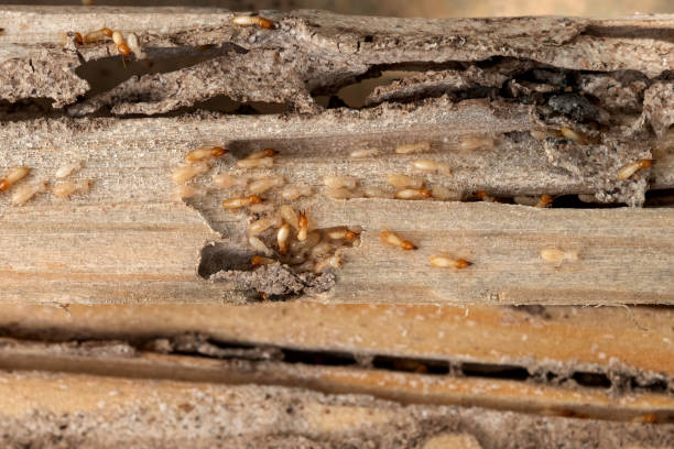 Flea Control Services in Covington, TN